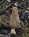 smrž pražský (Houby), Morchella pragensis (Fungi)